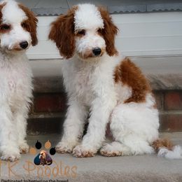 Cupid - Parti Poodle puppy in New Jersey from TK Poodles