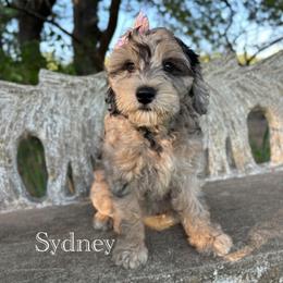 SYDNEY - female Australian Mountain Doodle puppy in Bristow, Oklahoma from 10-Acre Woods Cockapoos