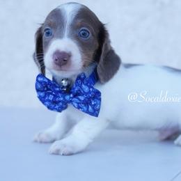 Slinky - Fawn (isabella) and tan male Dachshund puppy in Apple Valley, California from Socaldoxies