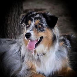 Kimber - Australian Shepherd