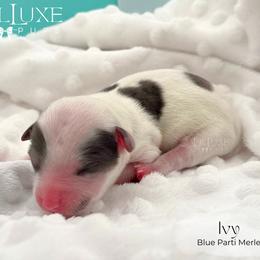 Ivy - Merle female Morkie puppy in Scottsdale, Arizona from Lil Luxe Pups