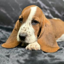 Bombay (Purple) - Mahogany and white female Basset Hound puppy in Amelia, Ohio from Lady Mae Bassets