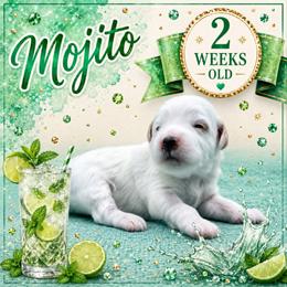Mojito - Parti female Goldendoodle puppy in Hendersonville, North Carolina from Kim's Cove