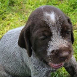 Freya - Chestnut and gray Wirehaired Pointing Griffon puppy in Glendale, Arizona from Agassiz Griffons Glendale AZ