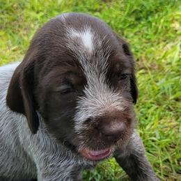 Freya - Chestnut and gray Wirehaired Pointing Griffon puppy in Glendale, Arizona from Agassiz Griffons Glendale AZ