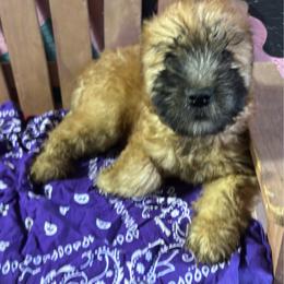 F2 - Wheaten female Soft Coated Wheaten Terrier puppy in Gladewater, Texas from Felicias Swheaties