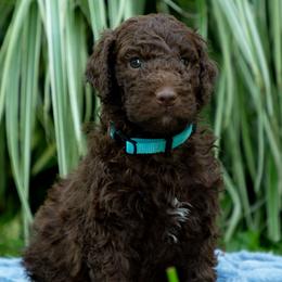 Bud - Chocolate male Labradoodle puppy in Stamford, Connecticut from Doodles of CT