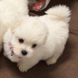 Luna - White female Coton de Tulear puppy in Warrenton, Virginia from Four Lochs LLC