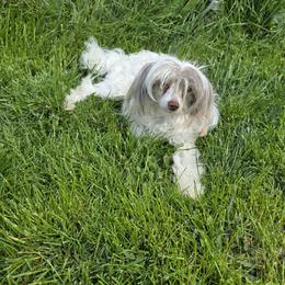 Queen - Chinese Crested
