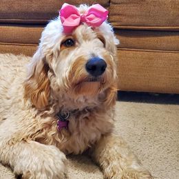 Goldendoodles from Lake Oakdale Doodles