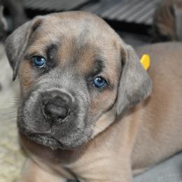 Yellow - Gray and fawn female Cane Corso puppy in Sault Ste Marie, Michigan from Willow Creek Cane Corsos