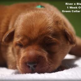 Green collar male - Yellow male Labrador Retriever puppy in Huntington, Texas from Soggy Bottom Retrievers
