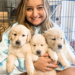 Golden Retriever Puppies from Salty Goldens