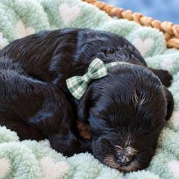 Gravy - Black male Cavapoo puppy in Fordland, Missouri from K&K's Puppy Kingdom