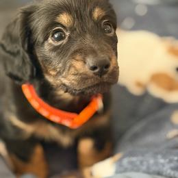 Chewy - Black and tan male Dachshund puppy in Meridian, Id 83646 3658, Idaho from Boise Best Mini Dachshunds