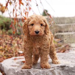 Georgia - Red female Australian Labradoodle puppy in Williamstown, New York from Lewis Manor Labradoodles