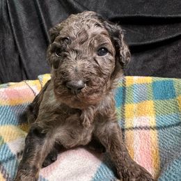 Orange - Goldendoodle puppy from Mount Doodles