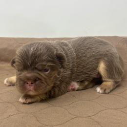 Hera - Tricolors female French Bulldog puppy in Amarillo, Texas from Bomb City Bulldogs
