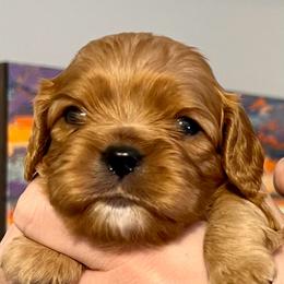 Adam - Light Green Boy - Ruby male Cavalier King Charles Spaniel puppy in Little Rock, Arkansas from Montra Japanese Chin & Cavalier King Charles Spaniels