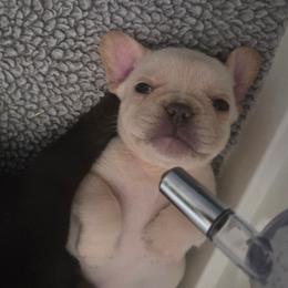 Mike - Cream male French Bulldog puppy in Windsor, Colorado from NOCO French Bulldogs