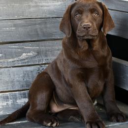 Red Female - Chocolate female Labrador Retriever puppy in Mississippi from Sure Shot English Labs