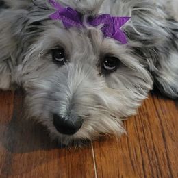 Aussiedoodle All Grown Up from White Pine Farm