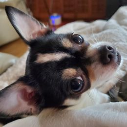 Chihuahua Puppies from Fine Whines & Lickers