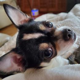 Chihuahua Puppies from Fine Whines & Lickers