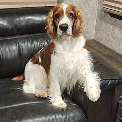 Rhia - Welsh Springer Spaniel