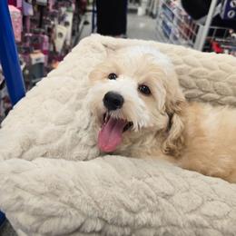 Maltipoo male Appa - Parti male Poodle puppy in Washington from Mt.BakerPoodles&Doodles