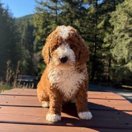 Jingle - Red  male Goldendoodle puppy in Roseburg, Oregon from Dbos Furry Friends