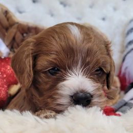 Aussiedoodle, Cavapoo, and Poodle Puppies from B&M Cottonwood Canines