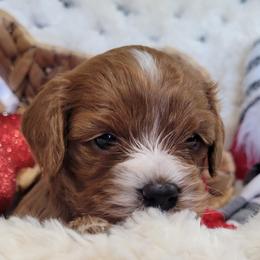Aussiedoodle, Cavapoo, and Poodle Puppies from B&M Cottonwood Canines