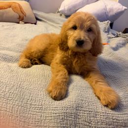 Captain Rex - Apricot male Goldendoodle puppy in Lancaster, California from Tailor made farms