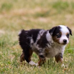 Tide - Blue merle Toy Australian Shepherd puppy in Checotah, Oklahoma from CM Ranch Aussies