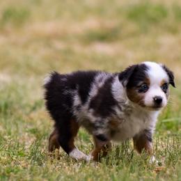 Tide - Blue merle Toy Australian Shepherd puppy in Checotah, Oklahoma from CM Ranch Aussies
