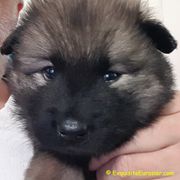 Eurasier Puppies from Exquisite Eurasier
