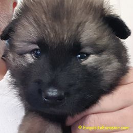 Eurasier Puppies from Exquisite Eurasier