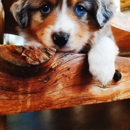 Miniature Australian Shepherd and Toy Australian Shepherd Puppies from Kinsley's Cuties & SouthPaw Creations