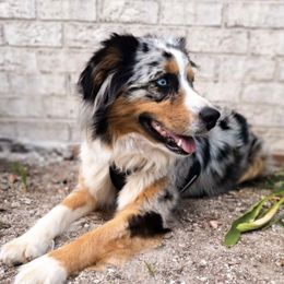 Australian Shepherds from House of the Moon Aussies