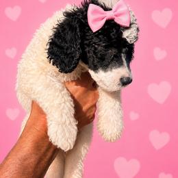 Olaf - Parti female Poodle puppy in Washington, Pennsylvania from Patriotic Poodles