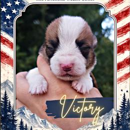 Victory - Sable female Pembroke Welsh Corgi puppy in Warrensburg, New York from The Adirondack Corgi