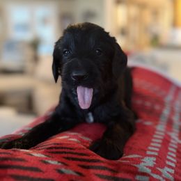 Ash- White Collar - Black male Assorted Doodle Crosses puppy in Norfolk, Virginia from Móraí’s Doodles
