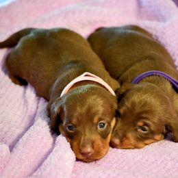 Dachshund puppies from Southern Class with Sass Doxies