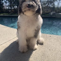 Bernedoodle and Goldendoodle Puppies from Country Hills Doodles