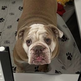 Bulldogs from Hamalini Bulldogs LLC