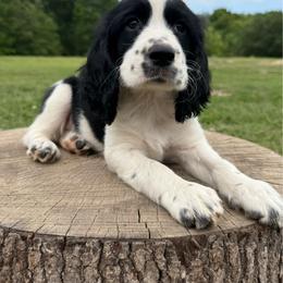 Black and white boy - Black and white male English Springer Spaniel puppy in Defuniak Springs, Florida from Anastasia Knight's Cocker Spaniels