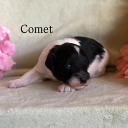 Comet - Tri-color male Cavapoo puppy in Sun City, Arizona from AZ Cavapoos