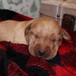 Blizzard - Yellow male Labrador Retriever puppy in Camden, Indiana from Camden's Caring Canines
