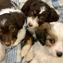 Aussiedoodles from Rocky Mtn American Aussiedoodles